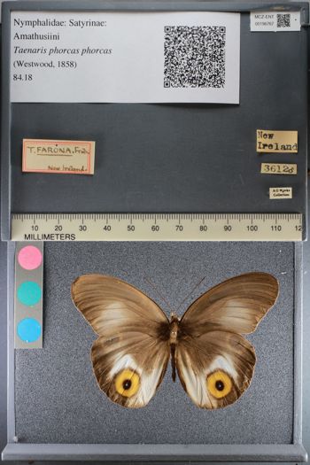 Media type: image;   Entomology 196767